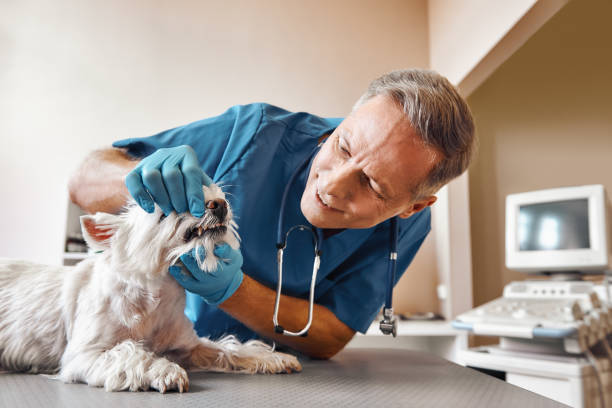 Best 24-Hour Emergency Dentist in Maiden, NC